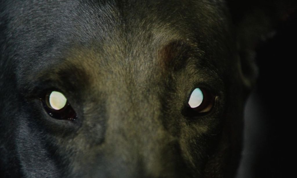 Shocktober 2024: Dracula’s Dog aka Zoltan… Hound of Dracula (Albert Band,&nbsp;1977)